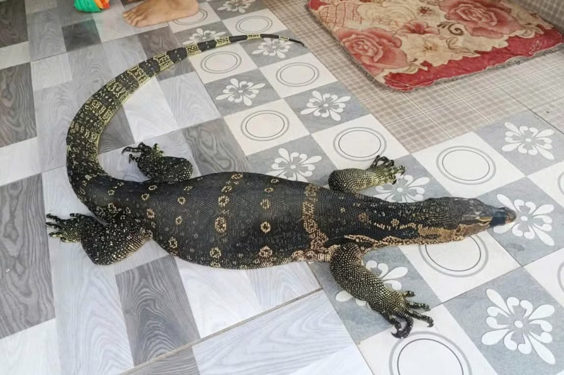 Cận cảnh cá thể kỳ đà hoa có trọng lượng khoảng 6,5kg. Ảnh: Tiền Phong