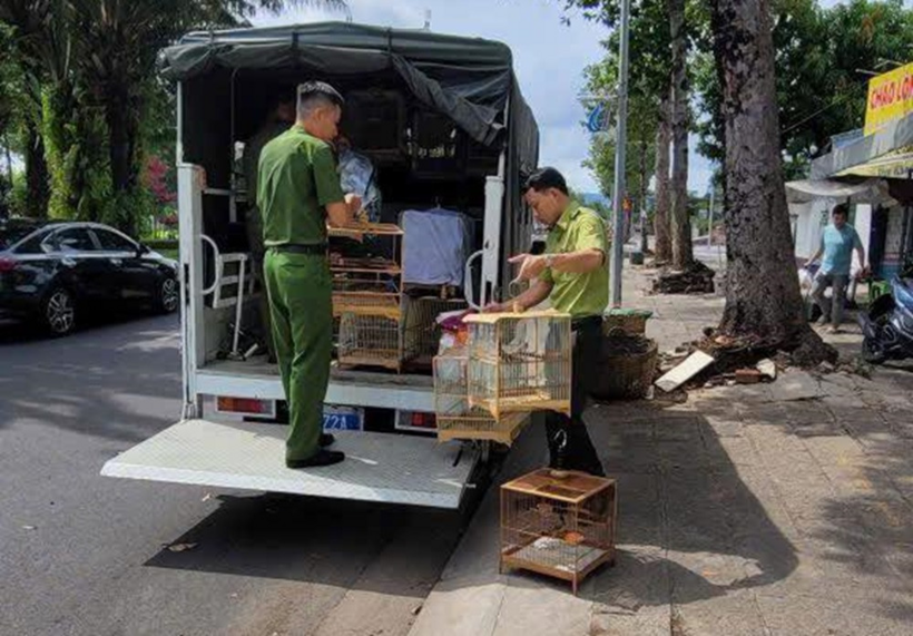 35 con chim chào mào không rõ nguồn gốc bị tạm giữ để xử lý theo quy định. Ảnh: VietNamnet