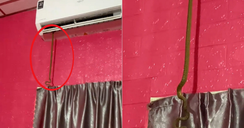 Cảnh tượng rắn dài 1 m bất ngờ bò ra từ điều hòa giữa trưa. Ảnh cắt từ clip