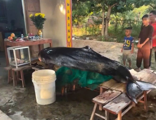 Đến khoảng rạng sáng 6/6 cá yếu dần rồi mất. Ảnh: Lao động