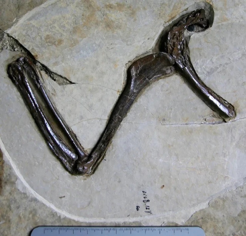 Hóa thạch Jian Changmaensis được bảo tồn ở dạng ba chiều hiếm gặp, dù chỉ còn lại một số mảnh xương. Ảnh: Hailu You