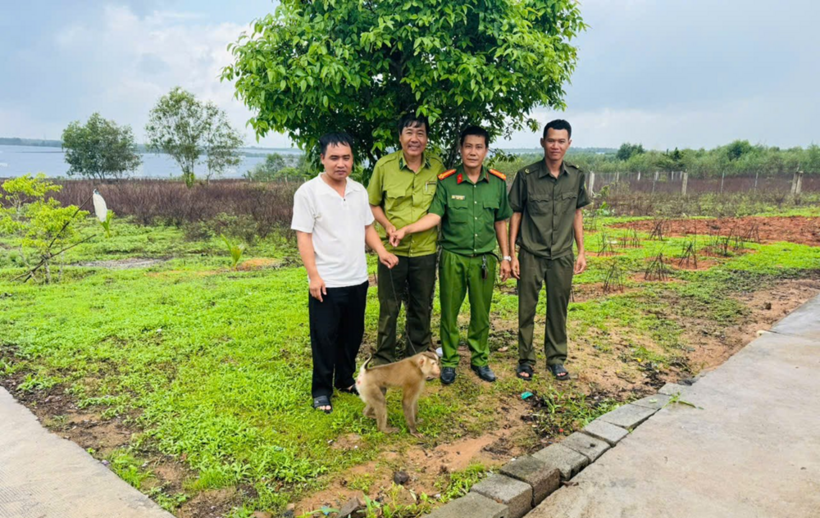 Công an xã Hòa Thắng phối hợp tiếp nhận cá thể khỉ đuôi lợn quý hiếm do người dân tự nguyện giao nộp. (Ảnh: Công an tỉnh Lâm Đồng)