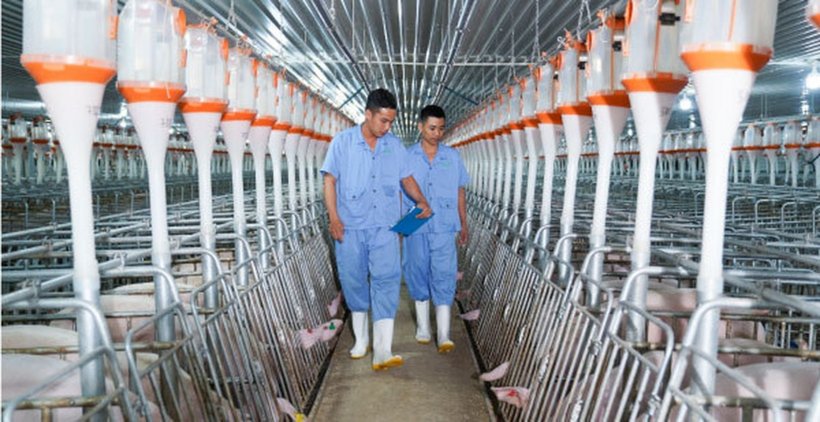 Trang trại chăn nuôi lợn của BAF Việt Nam (Ảnh: BAF).
