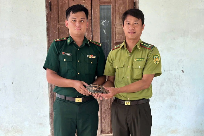 Bàn giao cá thể rùa đến cơ quan chức năng để chăm sóc, thả về với thiên nhiên. Ảnh: Người lao động