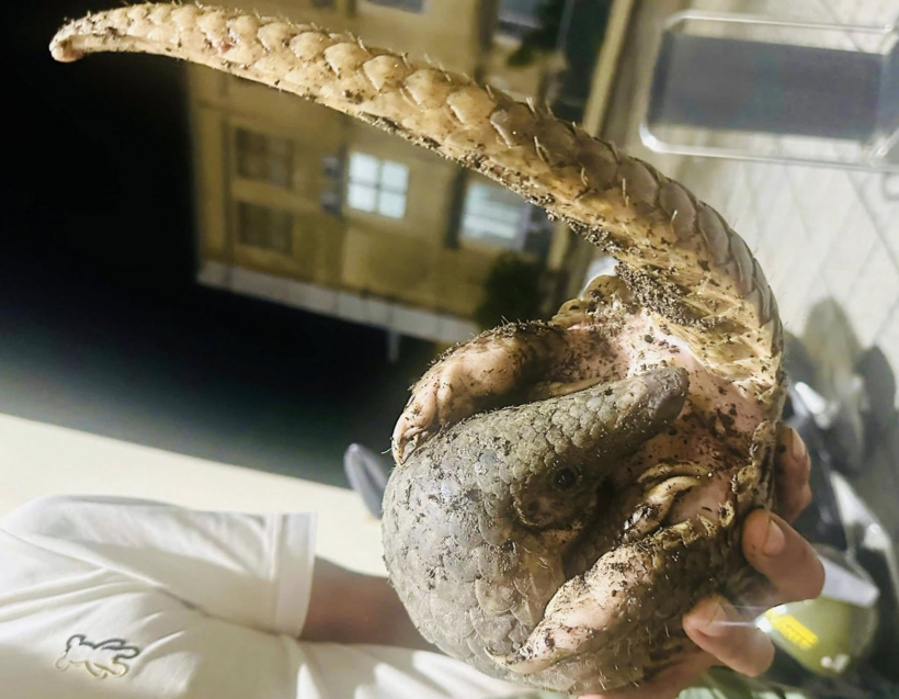 Cá thể tê tê Java do ông Lê Thanh Tú tự nguyện giao nộp có trọng lượng 1,6kg. Ảnh: Dân Việt