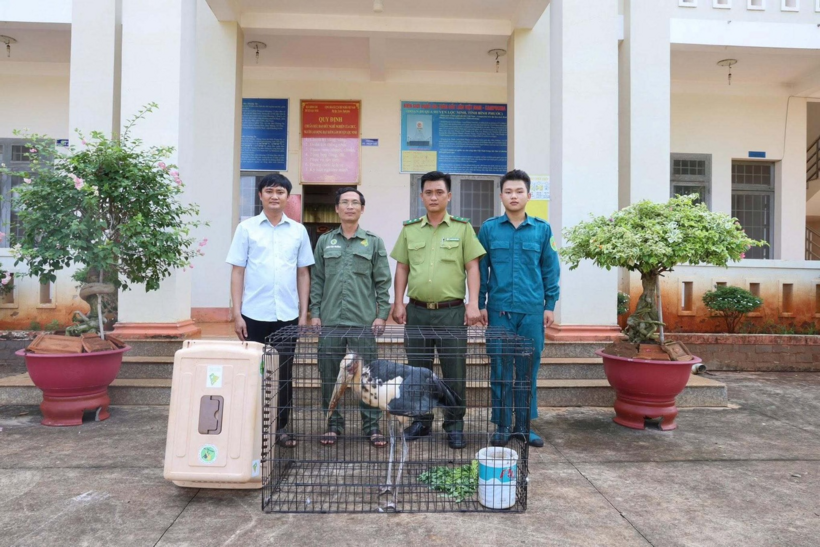 Người dân bàn giao chim già đẫy nhỏ cho cơ quan chức năng. (Ảnh: UBND phường Lộc Ninh)