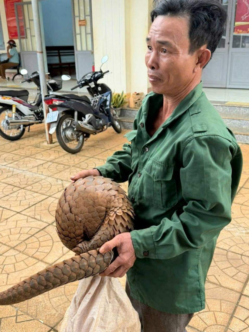 Ông Bùi Văn Hữu phát hiện tê tê Java. (Ảnh: UBND xã Thọ Sơn)