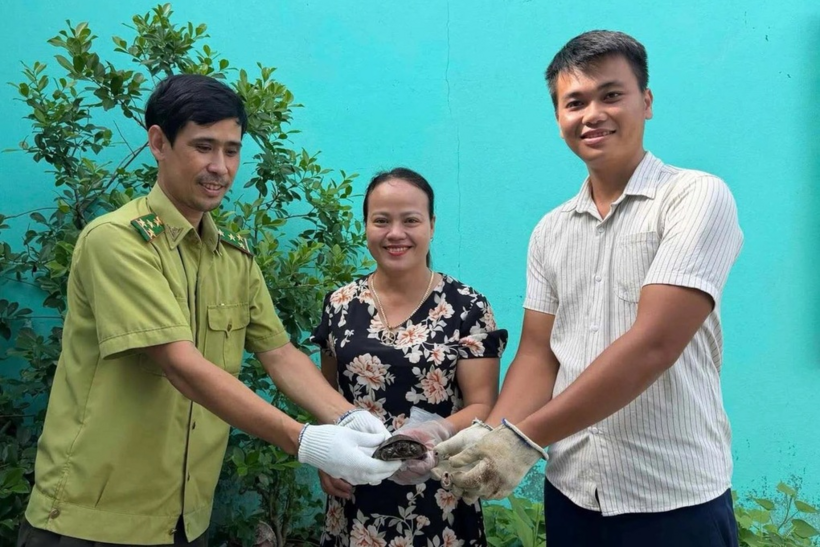 Cơ quan chức năng tiếp nhận cá thể rùa 4 mắt do người dân giao nộp (Nguồn: Chi cục Kiểm lâm TP Huế).