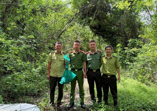 Lực lượng chức năng tỉnh Đắk Lắk thả cá thể trăn gấm quý hiếm về rừng tự nhiên. (Ảnh: Công an xã Krông Á)