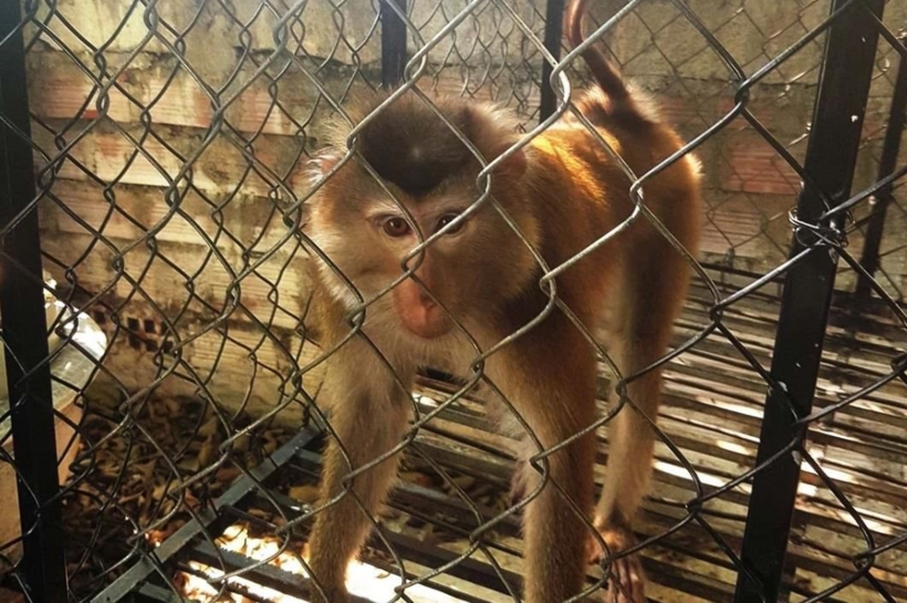Cứu hộ khỉ đuôi lợn thuộc nhóm động vật rừng quý hiếm. (Ảnh minh họa)