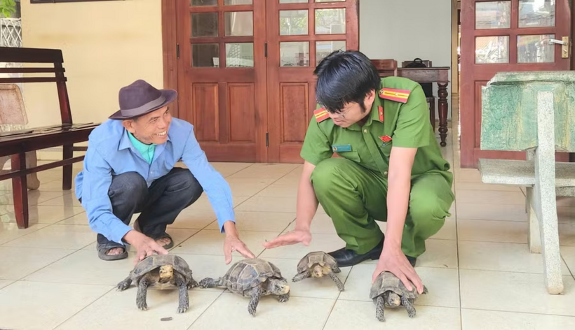 Tại thời điểm tiếp nhận, cả 4 cá thể rùa đều còn sống, sức khỏe bình thường, không phát hiện dấu hiệu bị thương. (Ảnh: Báo Gia Lai)