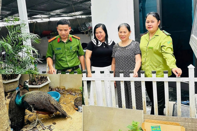 Cơ quan chức năng có mặt tại nhà bà Hiền (thứ 2 từ phải sang) để xác định chủng loại 2 con chim công (ảnh nhỏ) (Ảnh: Trung Hiếu).