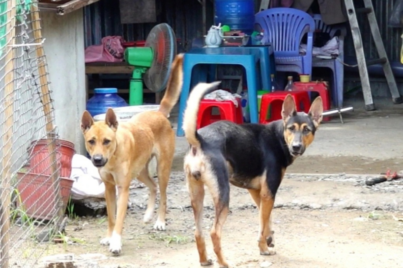Chó thả rông trên địa bàn thành phố Đồng Nai (Ảnh: Hoàn Lê).