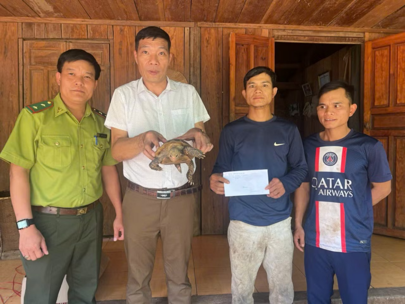 Cá thể rùa núi vàng quý hiếm nặng 1,8kg được anh A Tin phát hiện lúc đi làm rẫy. Ảnh: Tiền phong.