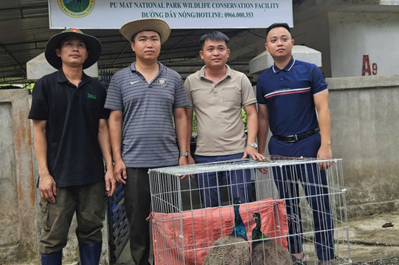 Đại diện phường Vinh Hưng bàn giao 2 cá thể động vật hoang dã cho Vườn Quốc gia Pù Mát chăm sóc. Ảnh: Dân Trí