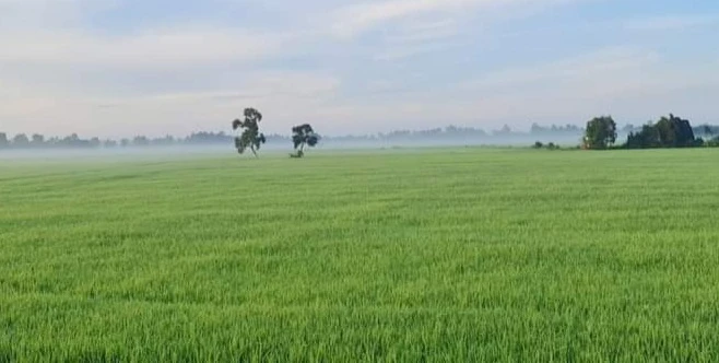 Không trực tiếp sản xuất nông nghiệp có được mua đất trồng lúa? (Ảnh minh họa)