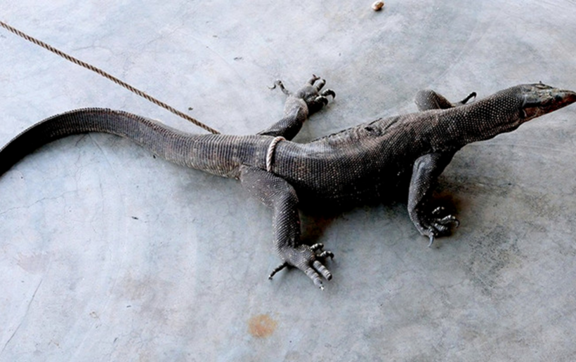 Cá thể kỳ đà vân
