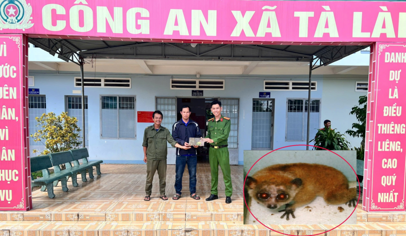 Công an xã Tà Lài tiếp nhận cá thể Culi (khoanh tròn đỏ) do người dân tự nguyện giao nộp