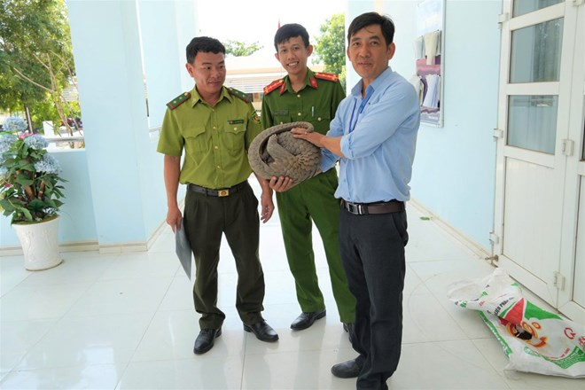 Lực lượng chức năng tiếp nhận cá thể tê tê do người dân giao nộp. Ảnh: Lao động