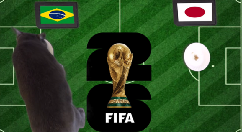 Mèo "tiên tri" dự đoán kết quả trận Brazil vs Nhật Bản. Ảnh: Người đưa tin.