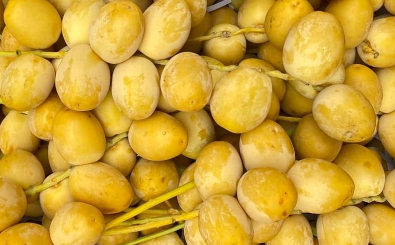 Việt Nam đã trồng thành công cây chà là.