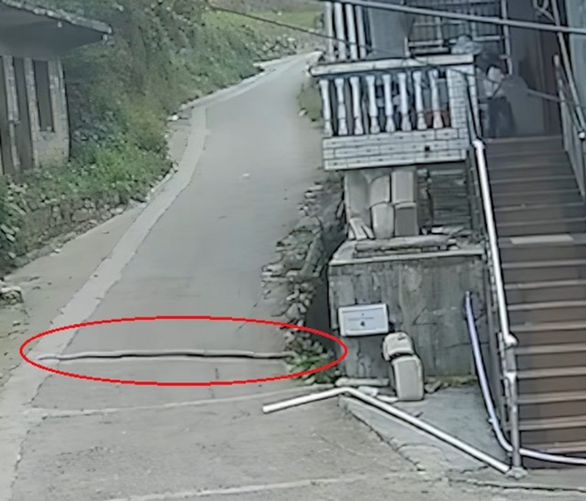 Con rắn hổ mang xuất hiện trên đường.