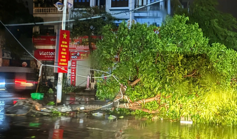 Nhiều cây xanh khu vực phường Móng Cái 1 bị gãy đổ trong đêm tối. (Ảnh: Thanh niên)