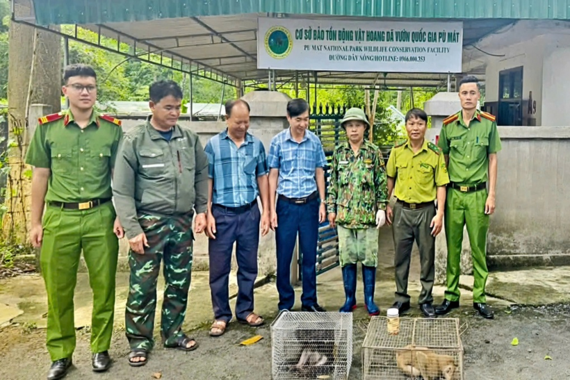Lực lượng chức năng xã Vĩnh Tường bàn giao hai cá thể khỉ cho Vườn quốc gia Pù Mát để chăm sóc, cứu hộ. (Ảnh: Dân trí)