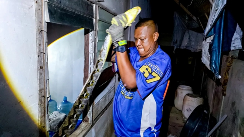 Con trăn bị bắt và thả về tự nhiên. Nguồn ảnh: Thairath