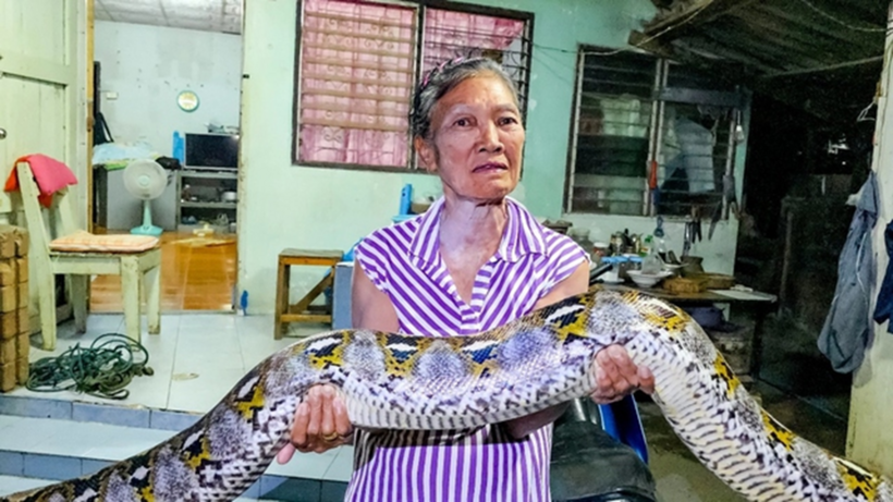 Cụ bà bên con trăn dài 4 mét, nặng 30kg. Nguồn ảnh: Thairath