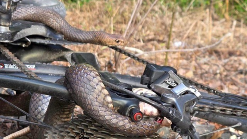 Con rắn nâu miền đông cực độc bị mắc kẹt trong xe đạp. Nguồn ảnh: I'll Catch It Snake Relocations/Facebook/Người đưa tin