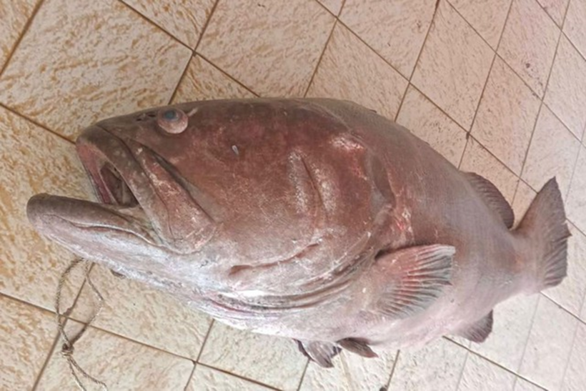 Một con cá mú khổng lồ nặng 120 kg được ngư dân đánh bắt bằng lưới arad. (Ảnh: Ayu Sabrina Barokah)