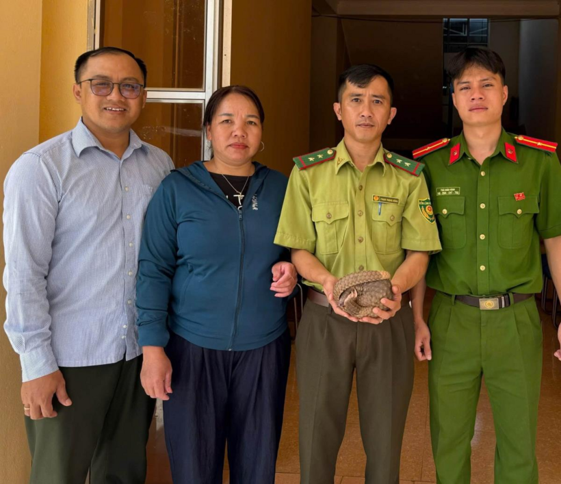 Lực lượng chức năng tiếp nhận cá thể tê tê do người dân giao nộp. (Ảnh: Báo Công an TP.Đà Nẵng)