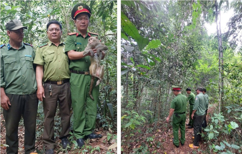 Cán bộ Công an xã Quảng Tín phối hợp Kiểm lâm địa bàn và Ban Quản lý Rừng phòng hộ Nam Cát Tiên tiếp nhận cá thể khỉ đuôi dài. (Ảnh: Công an tỉnh Lâm Đồng)