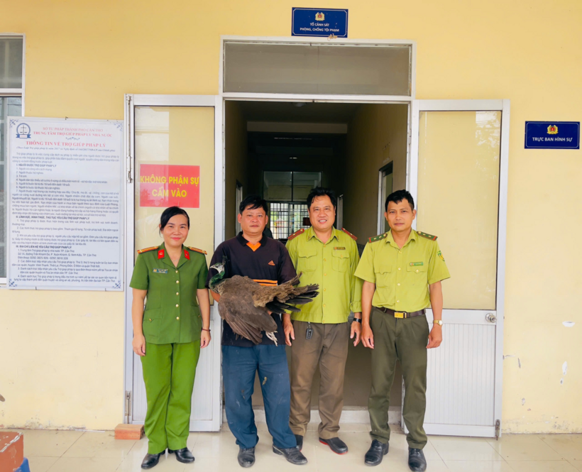 Ông Triệu Minh Tâm bàn giao chim công Ấn Độ cho lực lượng chức năng. Ảnh: Trang thông tin điện tử Công an TP. Cần Thơ