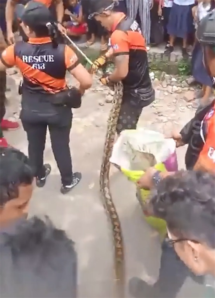 Con trăn khổng lồ bị bắt. Ảnh cắt từ clip/Newsflare