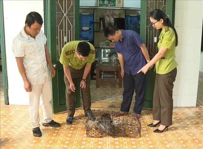 Phòng Kinh tế xã Hướng Hiệp phối hợp với Hạt Kiểm lâm Đakrông tiếp nhận cá thể khỉ do người dân tự nguyện giao nộp. Ảnh: TTXVN phát.