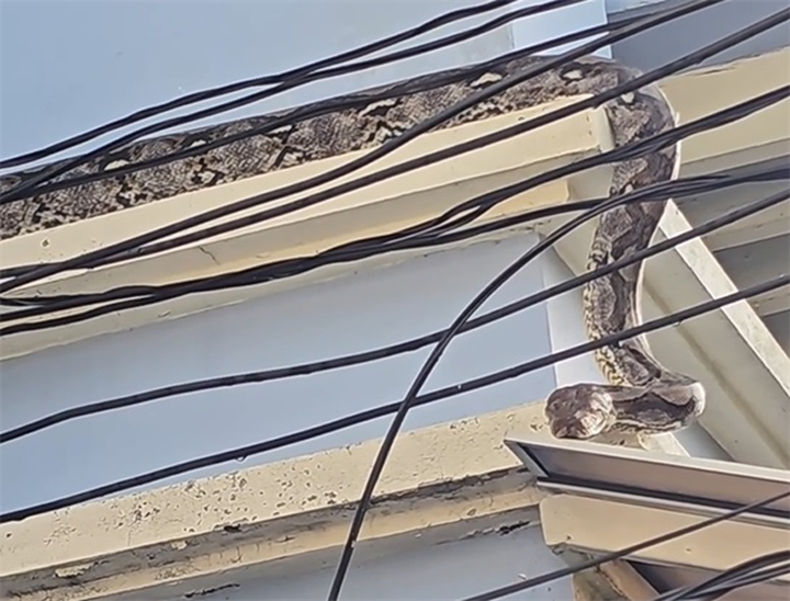 Con trăn khổng lồ dài 4,5 mét được phát hiện bò lên mái nhà. Ảnh cắt từ clip/Newsflare