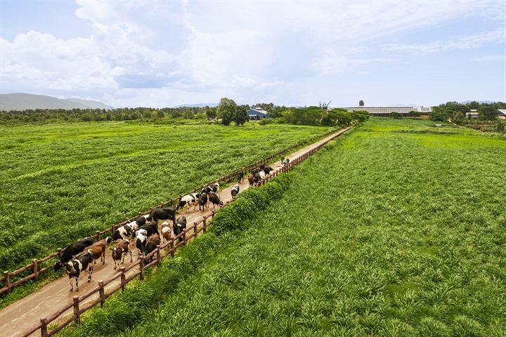 Chuẩn chất lượng được Vinamilk mở rộng trên toàn chuỗi, từ nguyên liệu, trang trại đến sản xuất và thành phẩm. Ảnh: Vi Nam