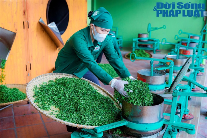 Người dân chế biến chè