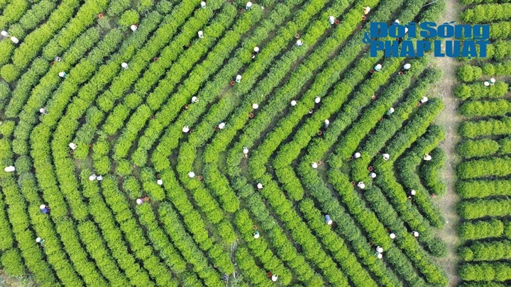 Vùng chè Tân Cương - một trong những "Ngũ đại danh trà" của tỉnh Thái Nguyên.