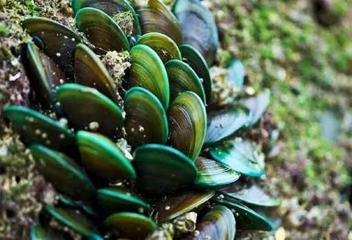Dầu vẹm xanh hỗ trợ cải thiện đau lưng do thoái hóa cột sống hiệu quả