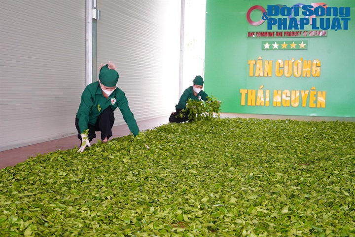 Người dân xã Tân Cương, Thái Nguyên chế biến sản phẩm chè.