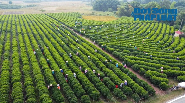 Đến hết tháng 6/2026, diện tích chè toàn tỉnh Thái Nguyên đạt 22.200 ha