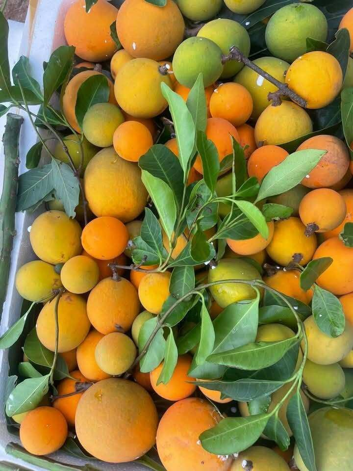 Quả gùi chín được bán tại chỗ chỉ dao động khoảng 40.000 – 50.000 đồng/kg, nhưng khi vận chuyển đến các địa phương khác, giá có thể đội lên mức 120.000 - 150.000 đồng/kg tùy thời điểm. Ảnh: Thời báo Văn học Nghệ thuật