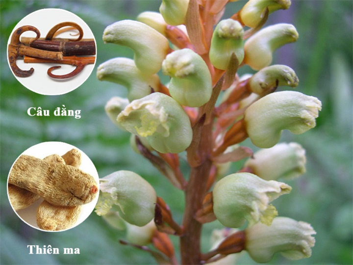 Thiên ma - Câu đằng là bộ đôi thảo dược vàng trong cải thiện chứng run tay chân