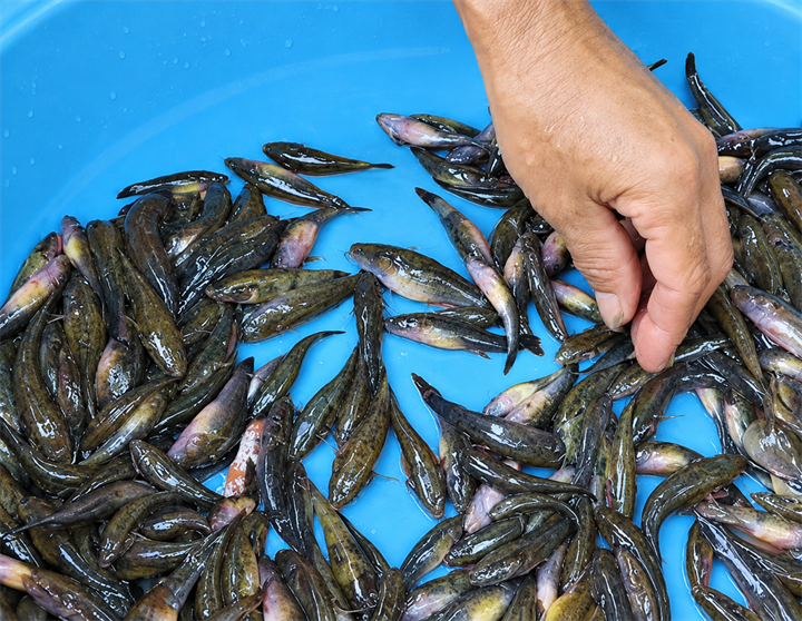 Chọn mua cá bống trứng (Ảnh: Nam Bình).
