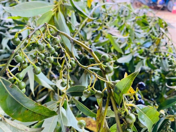 Do thu hái tự nhiên và phụ thuộc hoàn toàn vào mùa vụ, giá bán sả rừng trên thị trường hiện ở mức khá cao. Ảnh: Thời báo Văn học Nghệ thuật