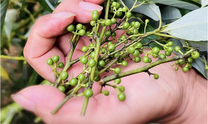 Loại quả này thường xuất hiện vào mùa hè và rộ nhất trong khoảng từ tháng 7 đến tháng 9 hàng năm. Ảnh: Tri thức & Cuộc sống