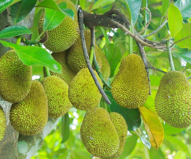 Mít tố nữ rặc thu hút sự chú ý đặc biệt nhờ kích thước khiêm tốn nhưng lại mang một hương thơm vô cùng đặc trưng. Ảnh: Thời báo Văn học Nghệ thuật